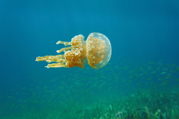 Mastigias jellyfish underwater in Caribbean sea