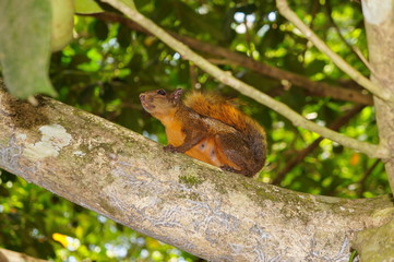 Wall Mural - Red-tailed Squirrel Sciurus granatensis Costa Rica