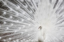 White Peafowl