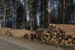 Piles of pulpwood and sawlogs at the road