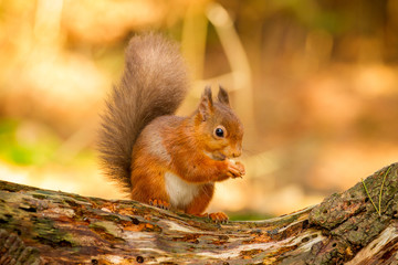 Wall Mural - Red Squirrel feeding in Autumn