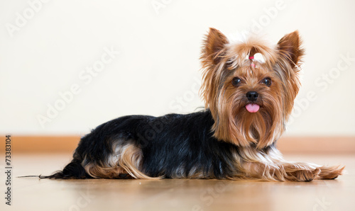 Nowoczesny obraz na płótnie Funny Yorkshire Terrier