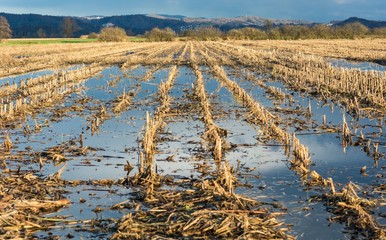 Flooded corn field