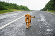Stray dog on the road