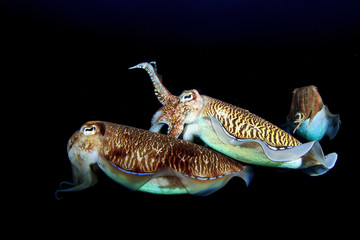 Cuttlefish mating