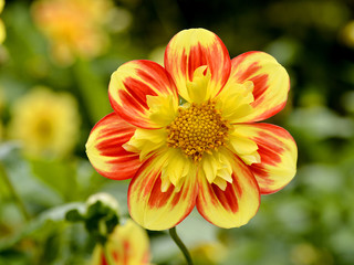 Wall Mural - Macro of red and yellow dahlia seen from face