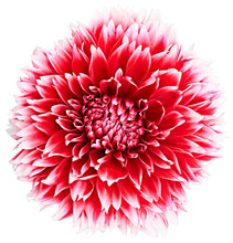 Dahlia, Red, White Colored Flower Head. Background