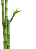 Fototapeta Fototapety do sypialni na Twoją ścianę - Fresh bamboo isolated on white background