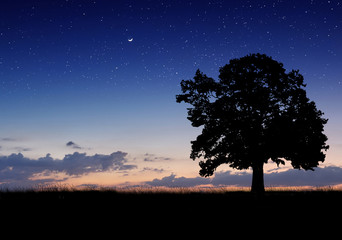 Wall Mural - Alone tree in the field with clouds