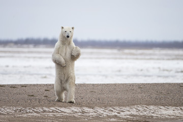 polar bear on hudson bay canada