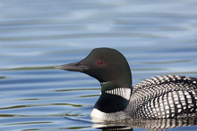 Beautiful Northern Common Loon Or Diver On A Lake In Northern Michigan US