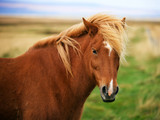 Fototapeta Zwierzęta - Icelandic horse in the field