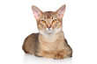 Abyssinian cat over white background