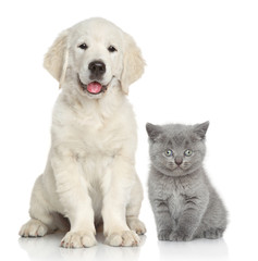 Poster - Cat and dog together