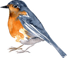 Watercolor Drawing Bird