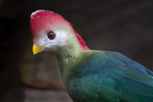 Red-crested Turaco