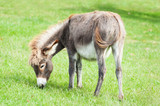 Fototapeta Zwierzęta - Small donkey