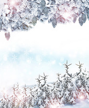 Winter Background. Winter Forest