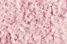 Fashion Pink Fur Background, Extreme Close-up