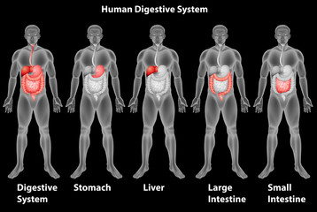 the human digestive system