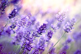 Soft focus on lavender flower