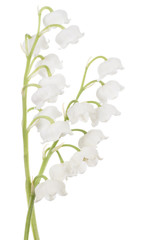 Wall Mural - lily of the valley