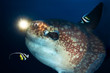 Ocean sunfish (Mola mola) and diver