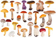 set of twenty six edible mushrooms isolated on white