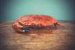 © LoloStock - Red crab on wooden surface