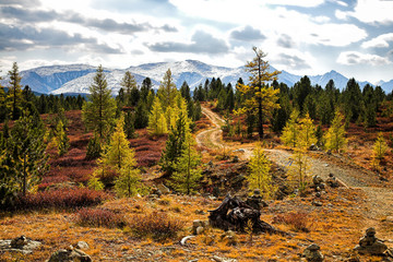 Autumn forest