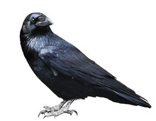 Black Raven. Bird Isolated On White.