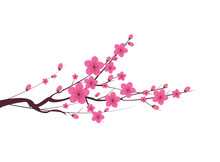 Japanese Plum Blossom
