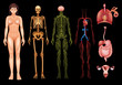 © blueringmedia - Human body systems