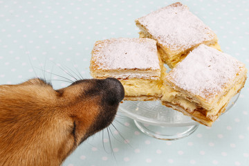 Sticker - Dog stealing a cake