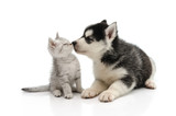 Fototapeta Koty - Cute puppy kissing kitten