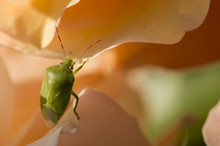 Green Shield Bug On Colorful Roses