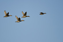 Four Ducks Flying In A Blue Sky