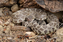 Southern Pacific Rattlesnake (Crotalus Viridis Helleri).