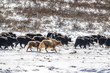 Yaks in high altitude snow prairie