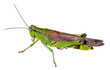 Grasshopper 30
