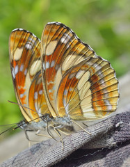 Sticker - Butterfly (Neptis thisbe) 9