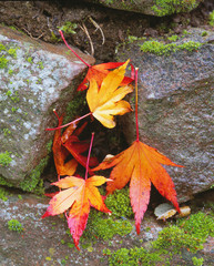 Canvas Print - Herbstlaub