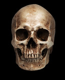 Fototapeta Sypialnia - skull-close mouth