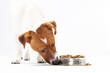 Sucha karma, zdrowa dieta psa