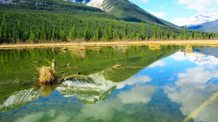 Wall Mural - Quiet and picturesque lake, Alberta, Canada. RAW video.