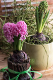 hyacinth flower in a flowerpot