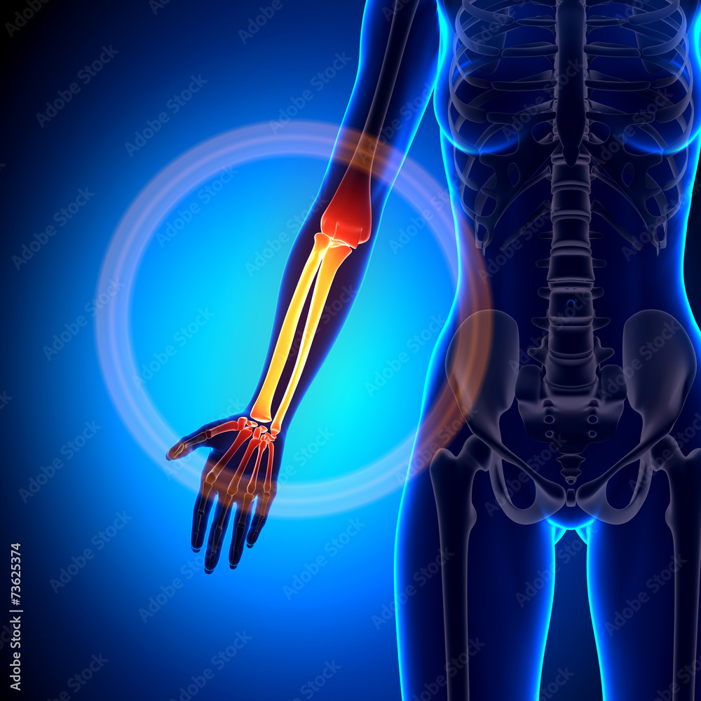 Female Radius / Ulna - Forearm - Anatomy Bones Stock Illustration ...