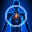 Thymus - Female Organs - Human Anatomy