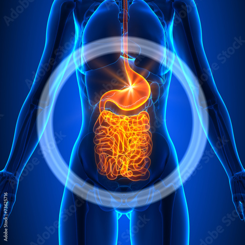 Fotografia Guts - Female Organs - Human Anatomy