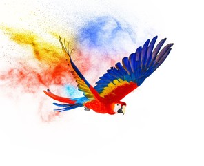 Wall Mural - colourful flying parrot isolated on white